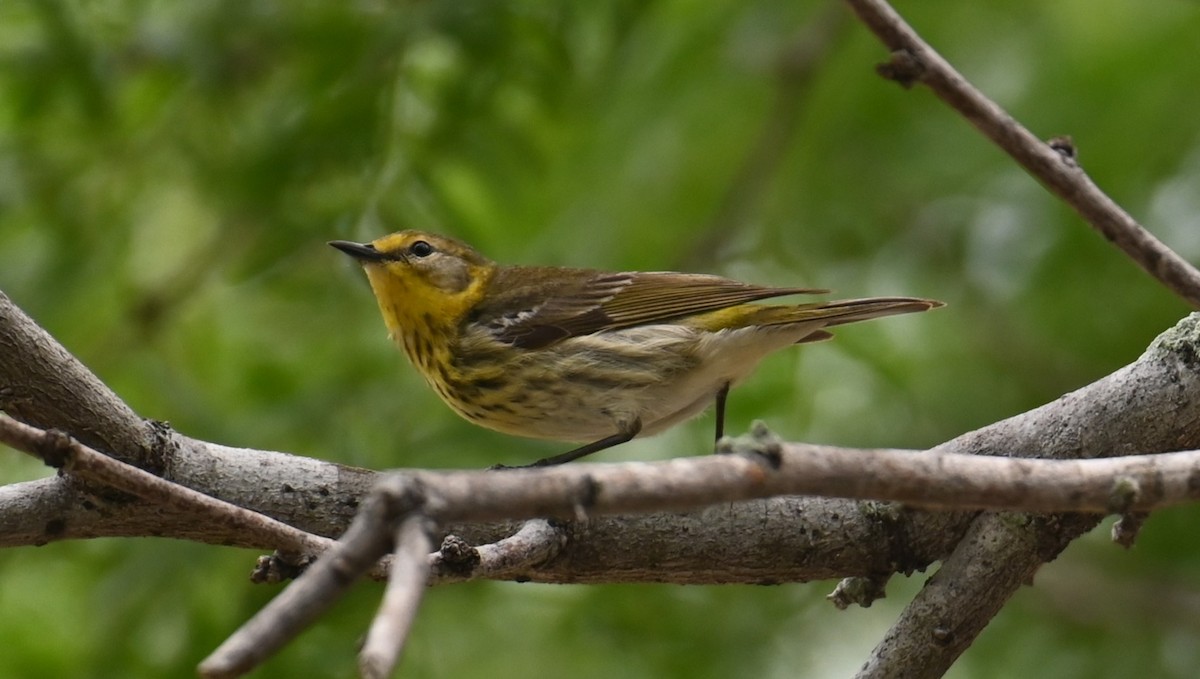 Cape May Warbler - ML618273255