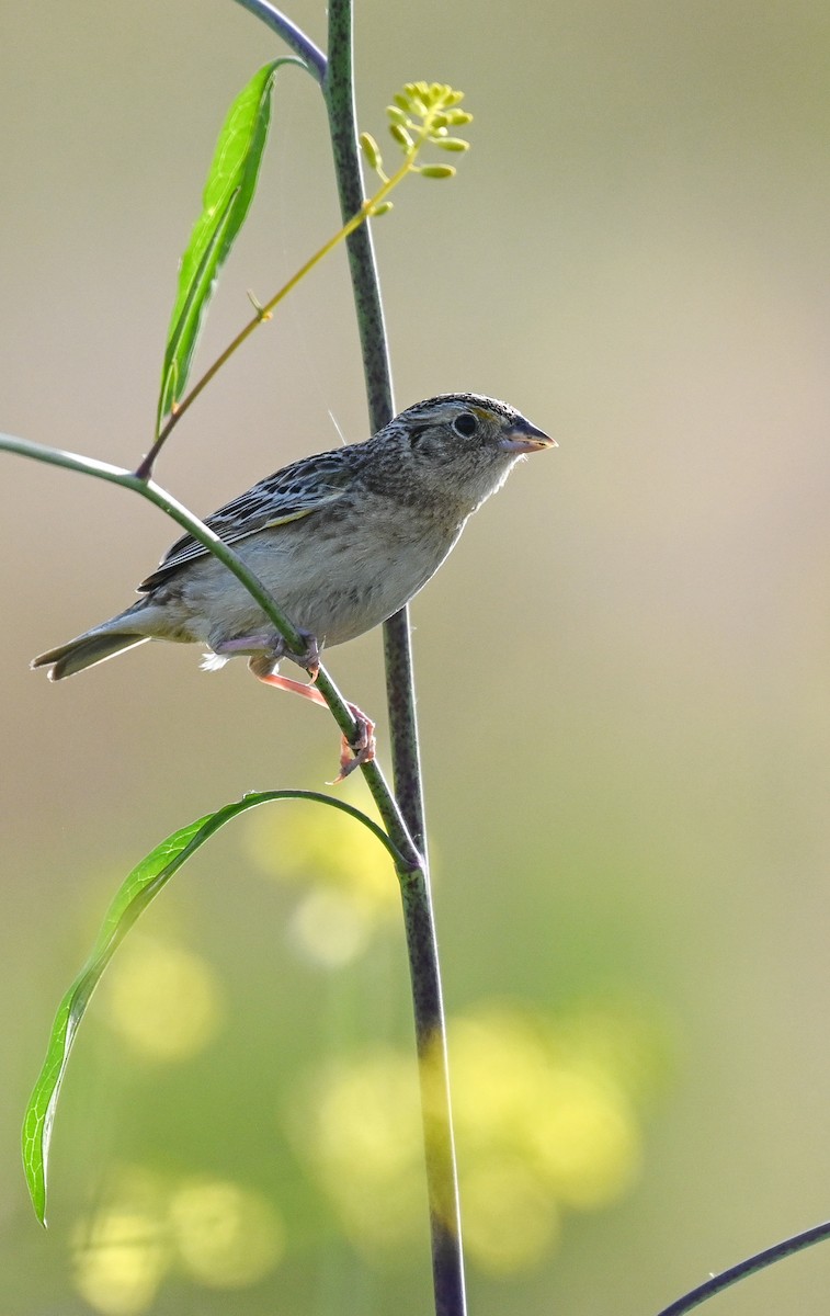 Grasshopper Sparrow - ML618273263