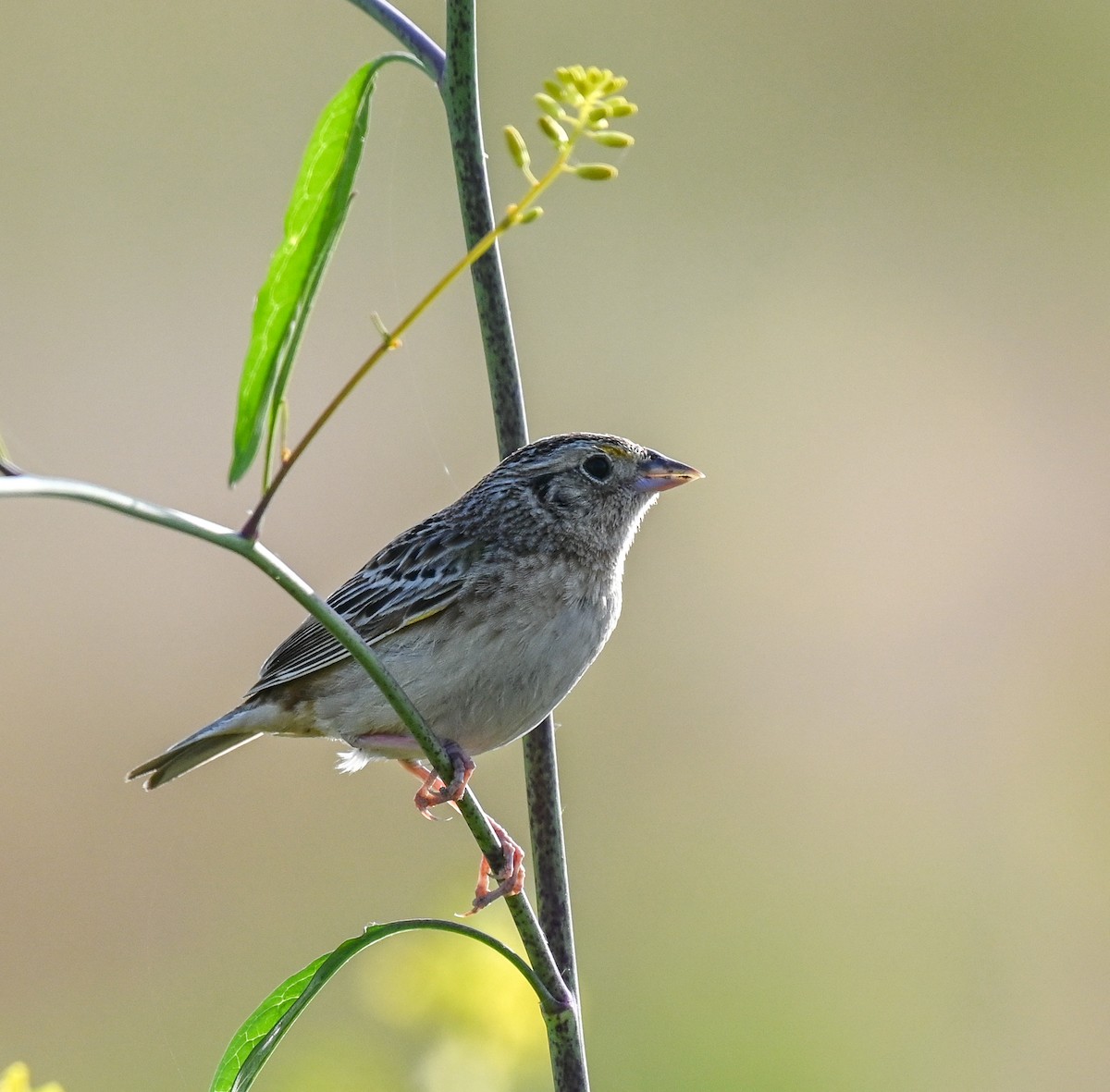 Grasshopper Sparrow - ML618273264