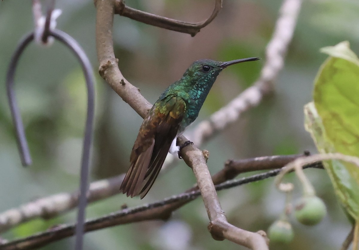 Rufous-tailed Hummingbird - ML618273364