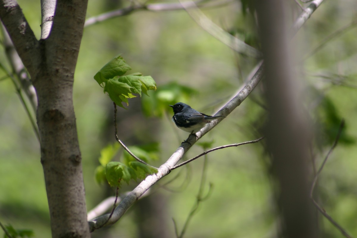 Black-throated Blue Warbler - Sylvie Vanier🦩