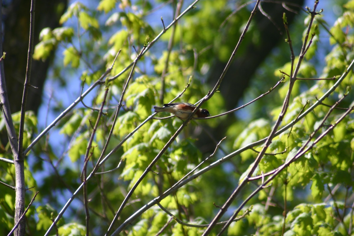 Bay-breasted Warbler - Sylvie Vanier🦩