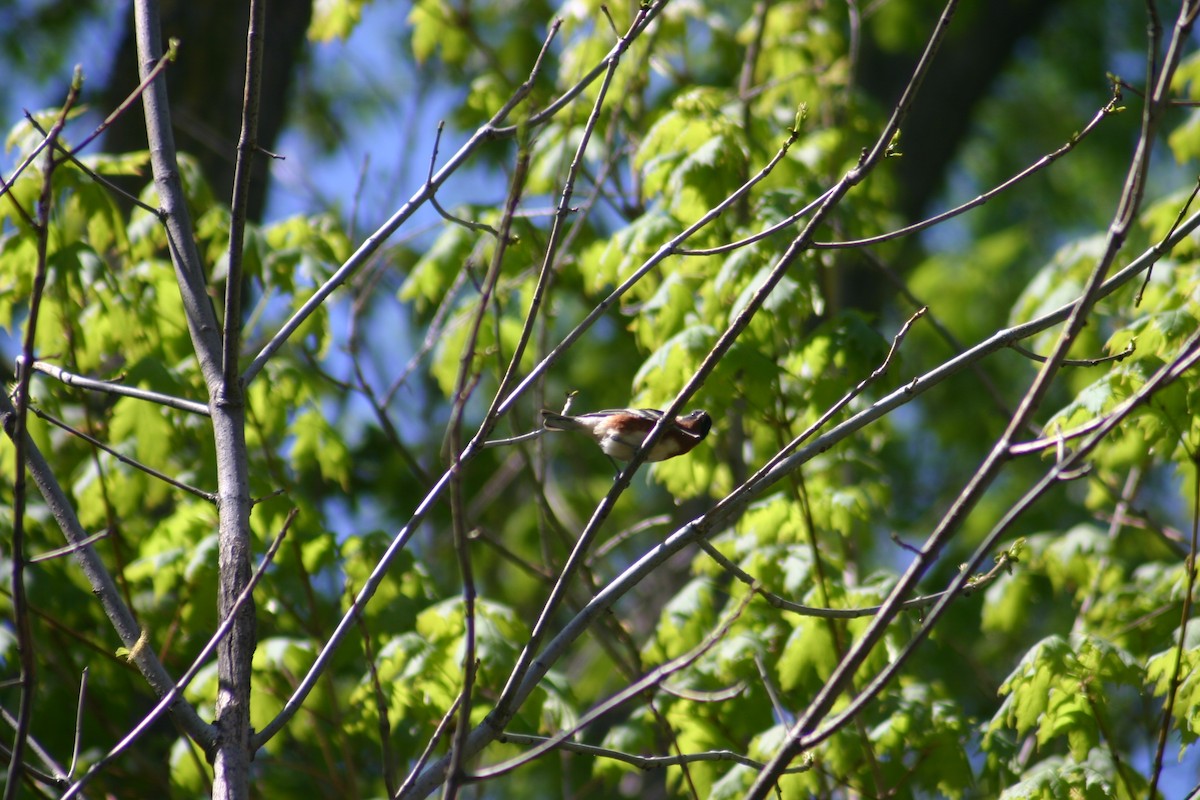 Bay-breasted Warbler - ML618273402