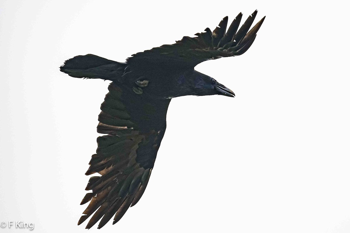 Common Raven - ML618273403