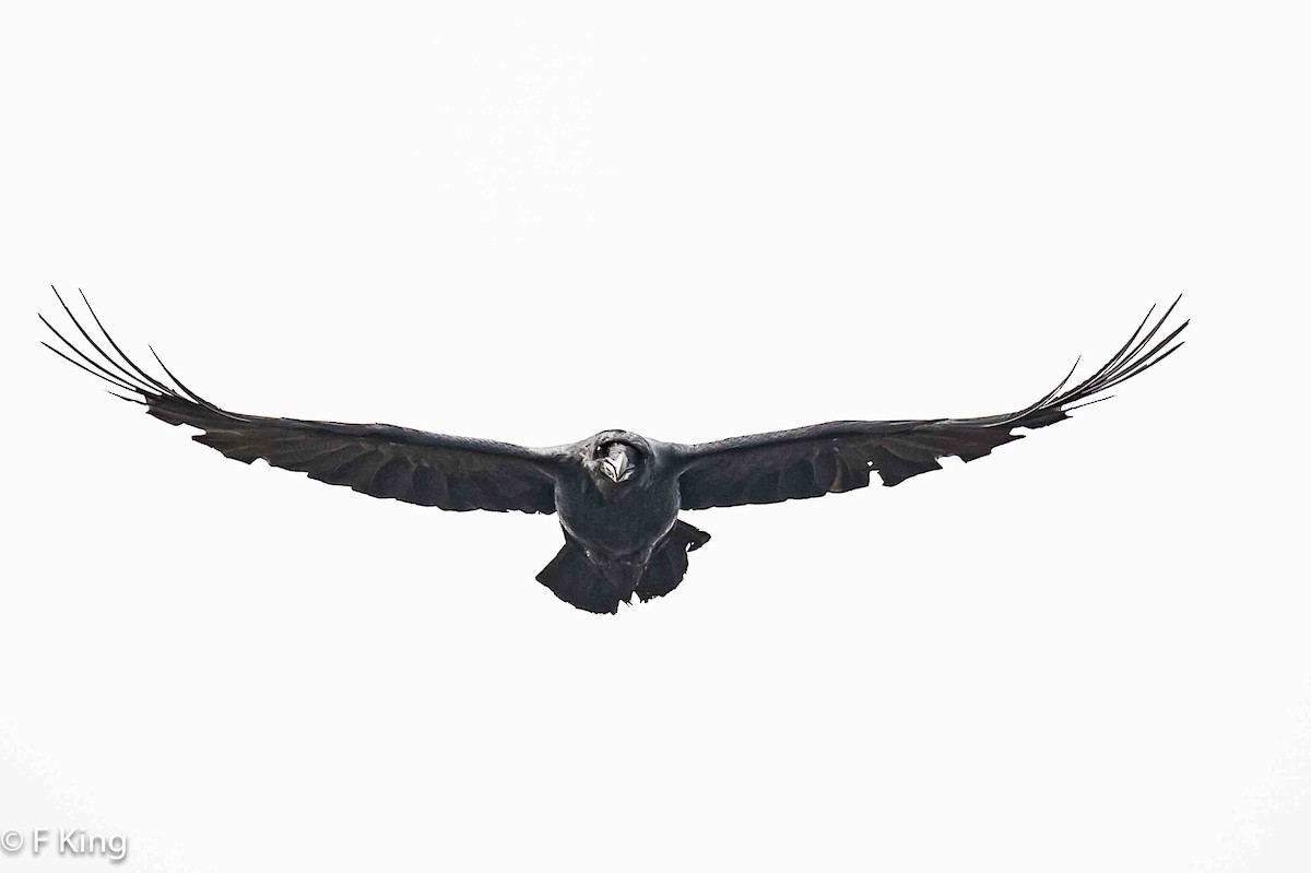 Common Raven - ML618273404
