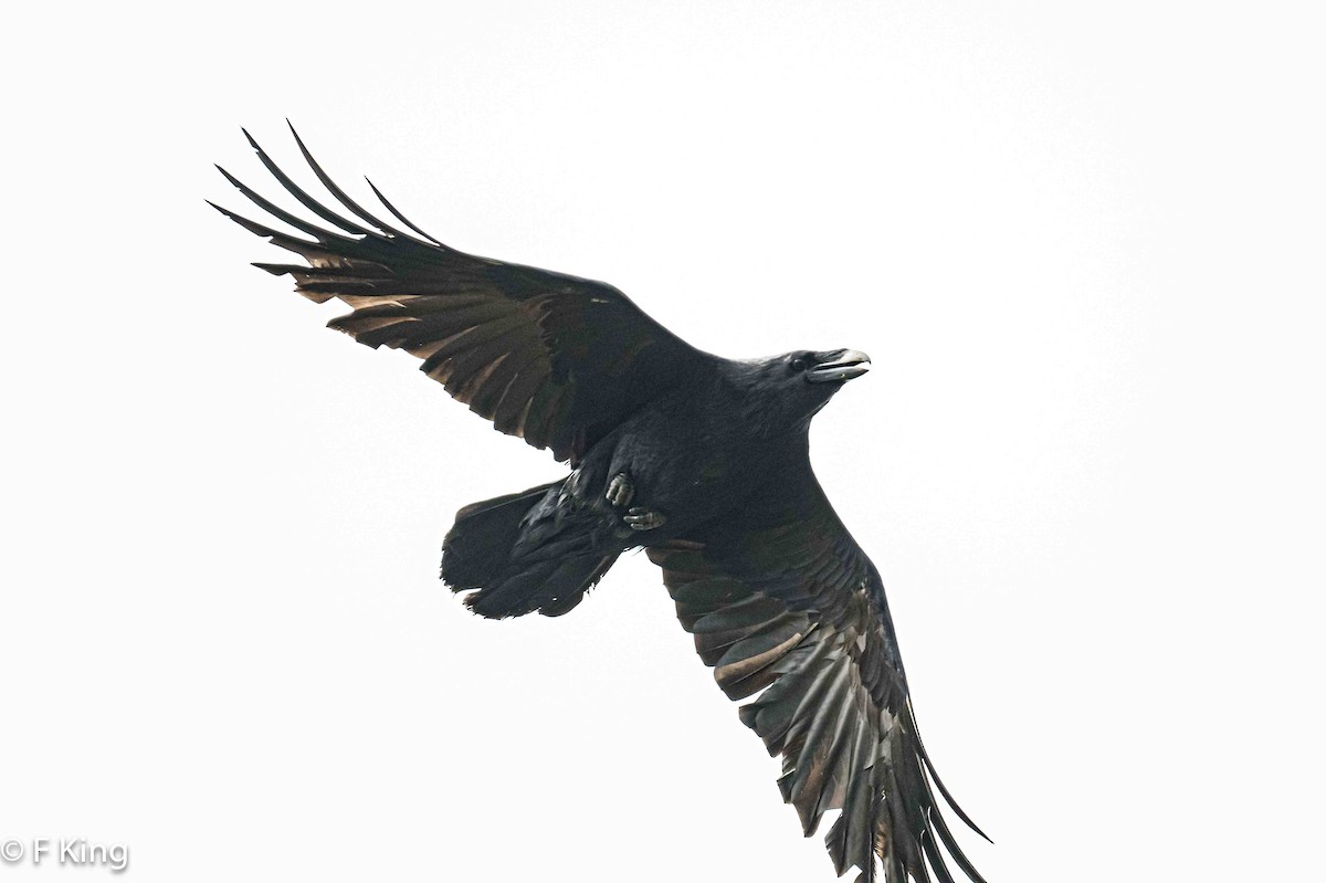 Common Raven - Frank King