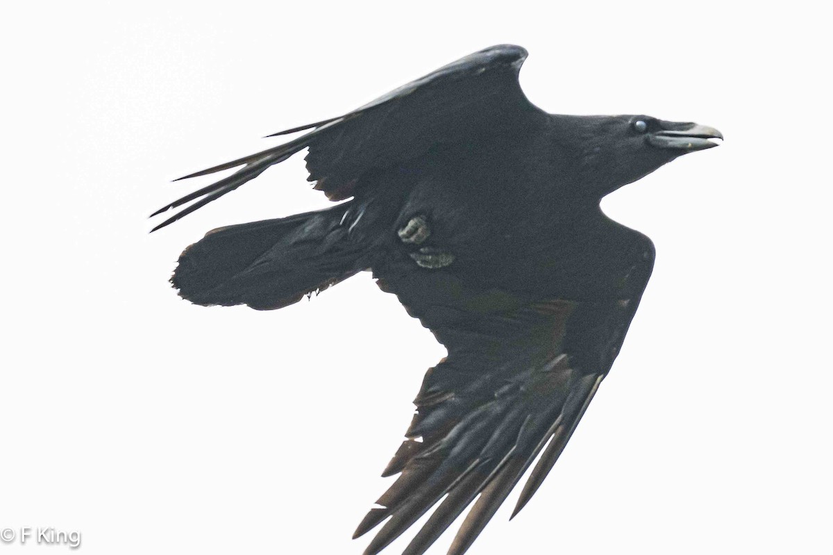 Common Raven - ML618273406