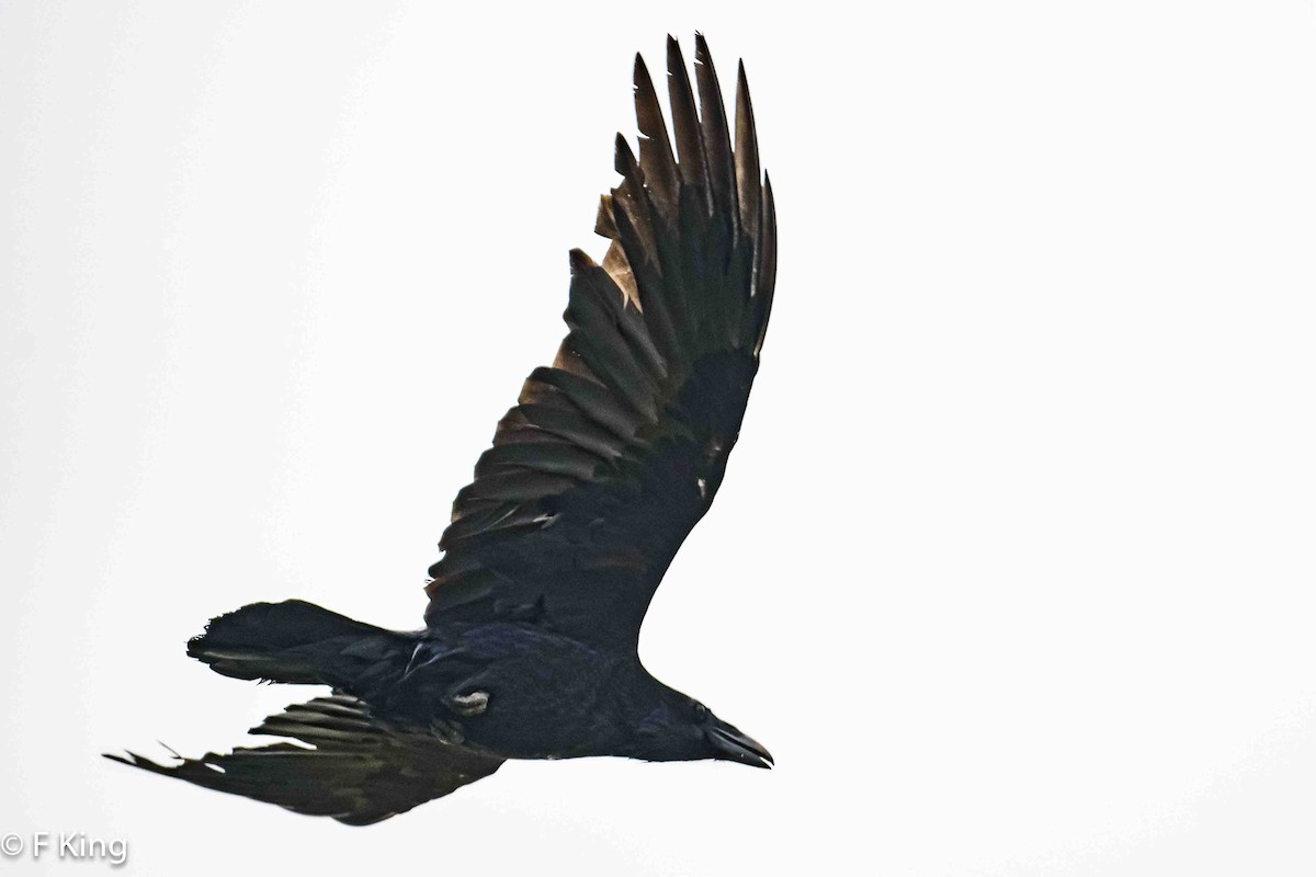 Common Raven - ML618273407