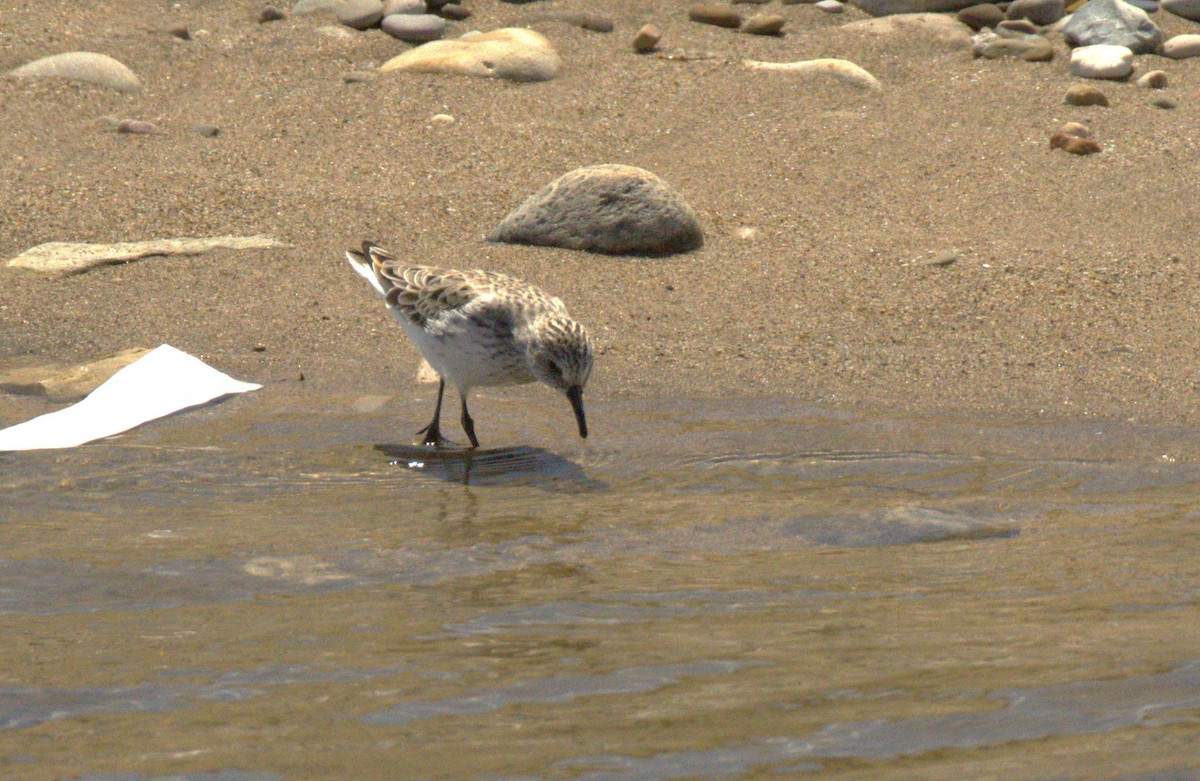 Semipalmated Sandpiper - Colette and Kris Jungbluth