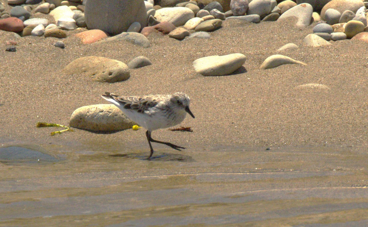 Semipalmated Sandpiper - Colette and Kris Jungbluth