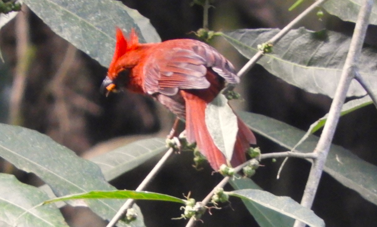 Crested Ant-Tanager - ML618273442