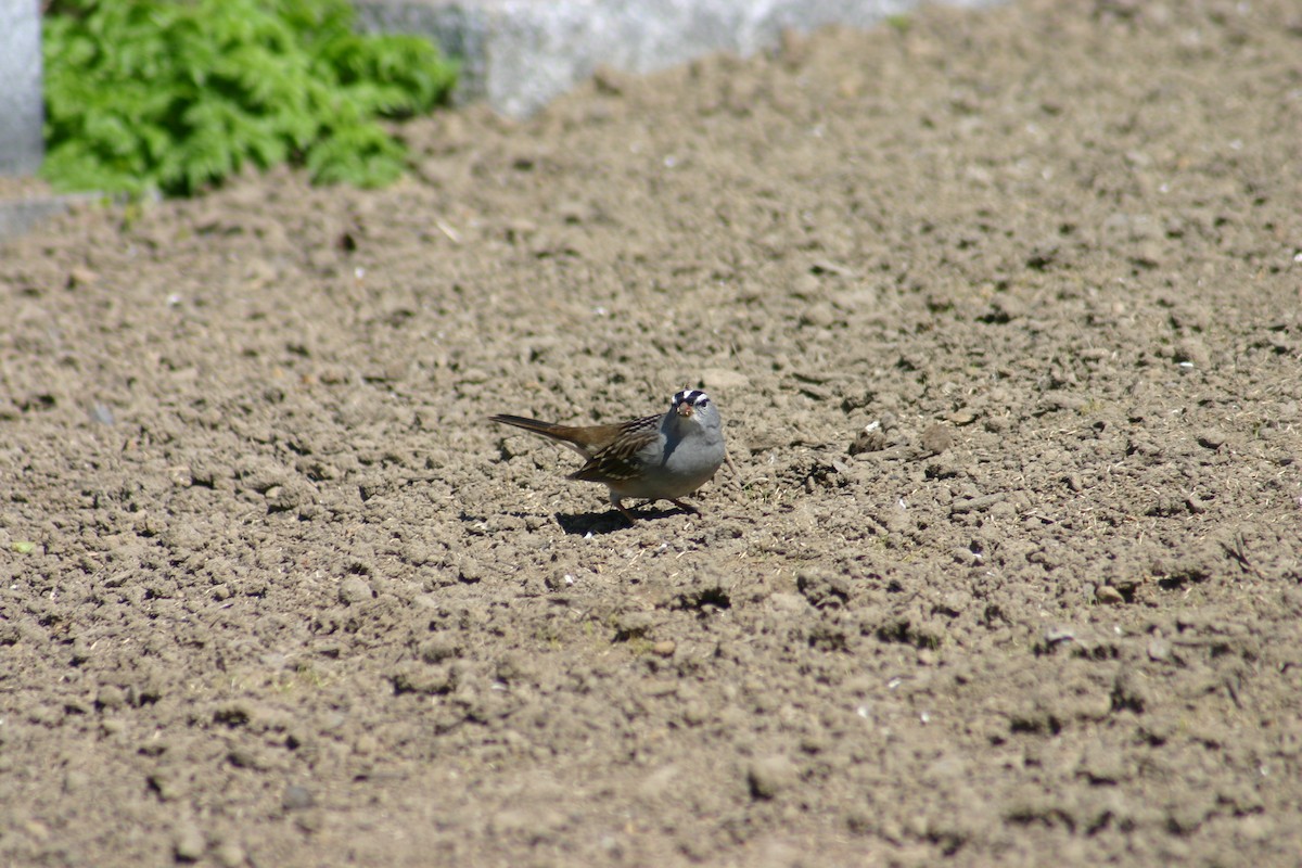 White-crowned Sparrow - Sylvie Vanier🦩