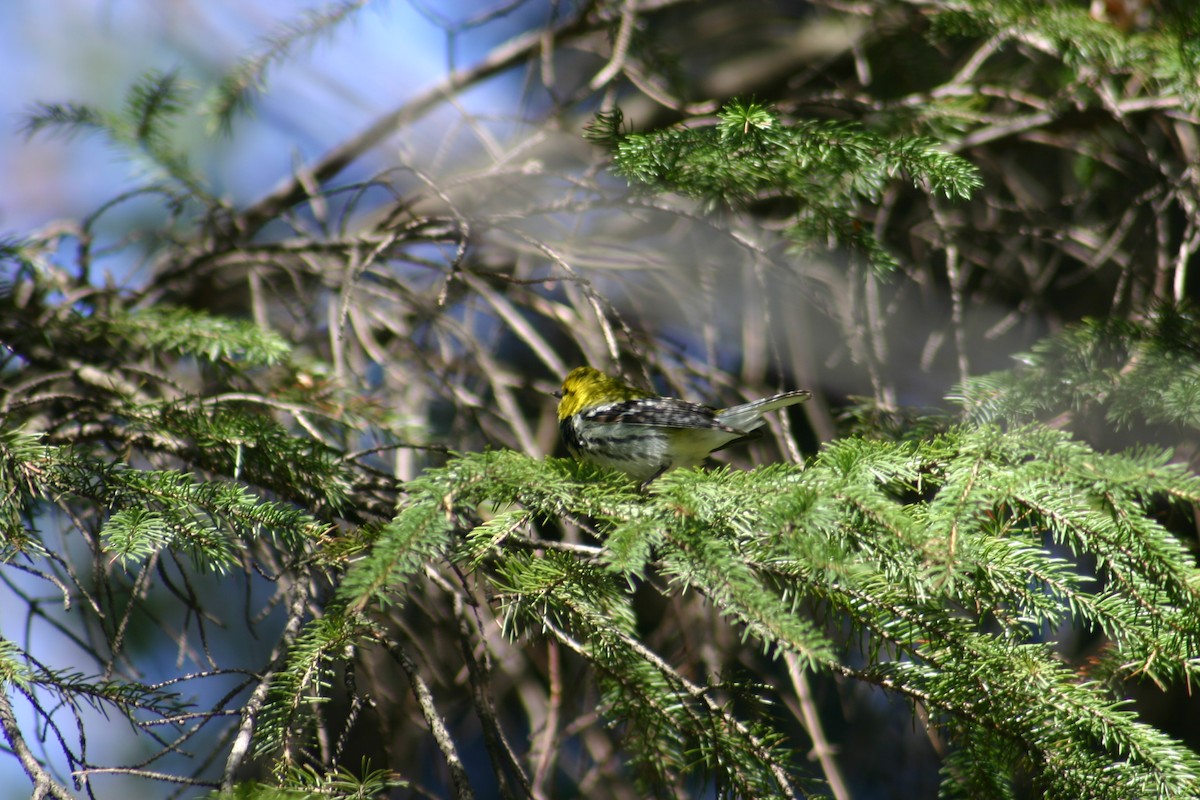 Black-throated Green Warbler - Sylvie Vanier🦩