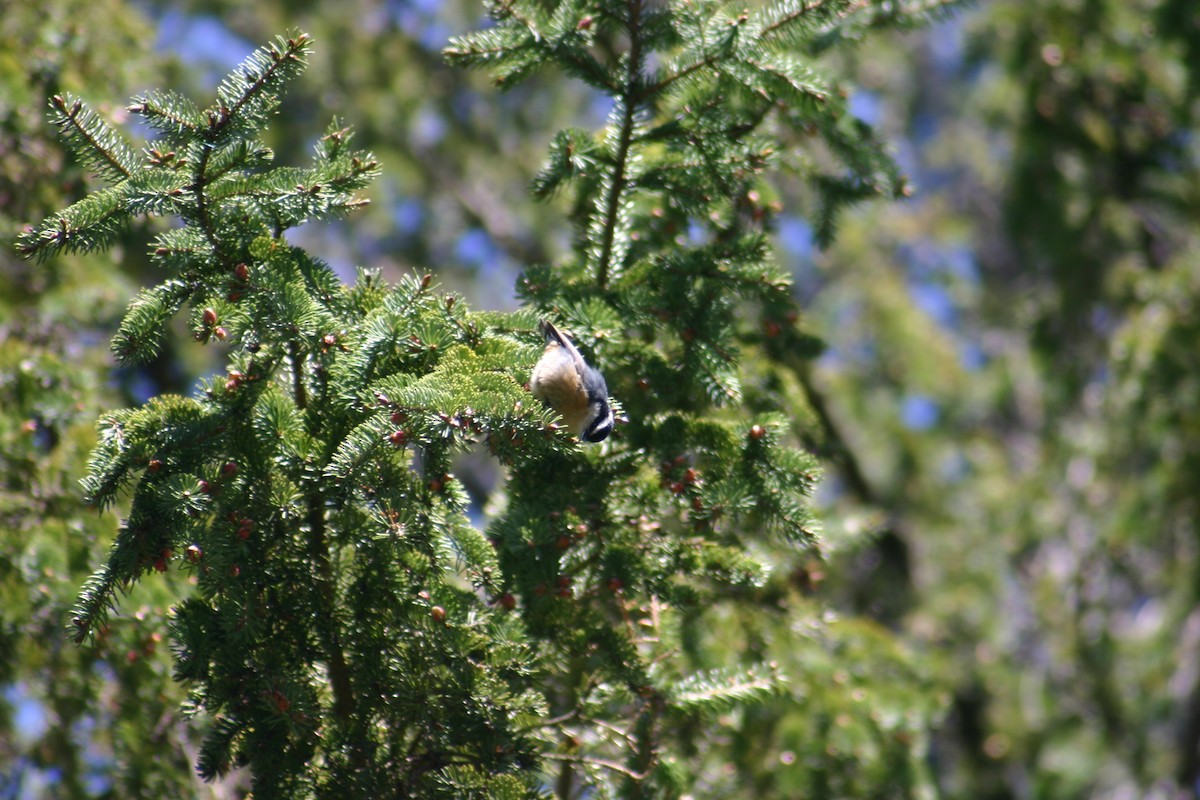 Red-breasted Nuthatch - ML618273456