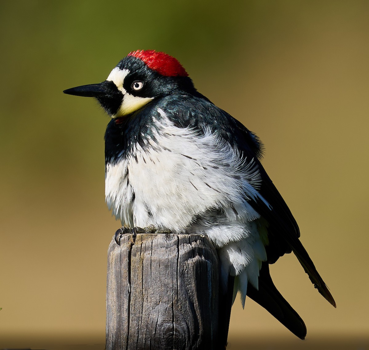 Acorn Woodpecker - ML618273464