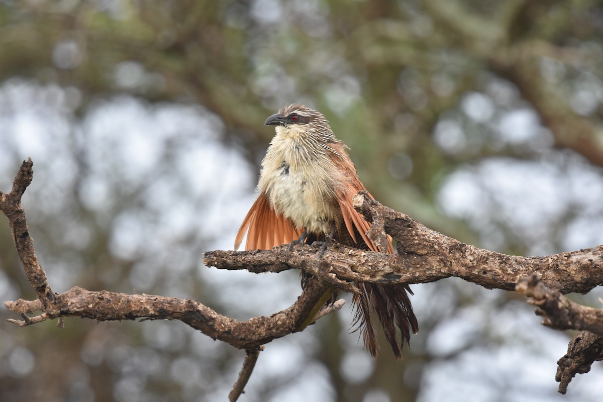 White-browed Coucal - ML618273481