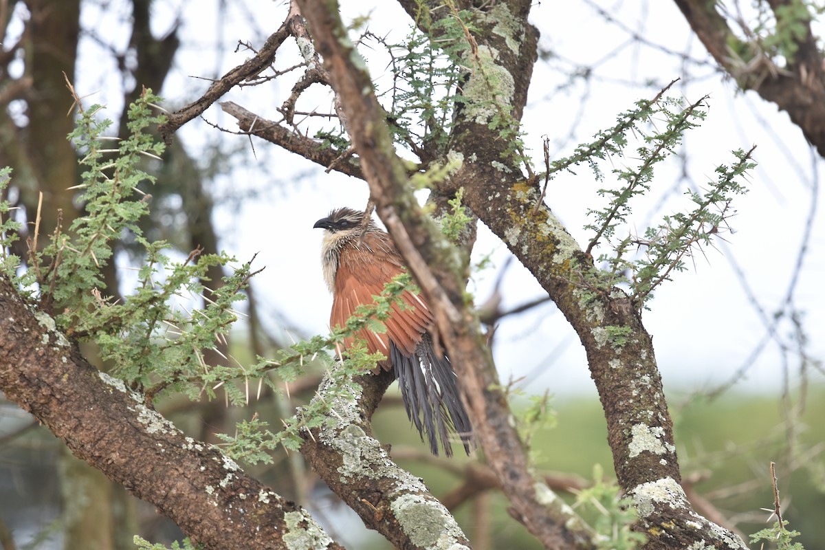 White-browed Coucal - Shirley Bobier