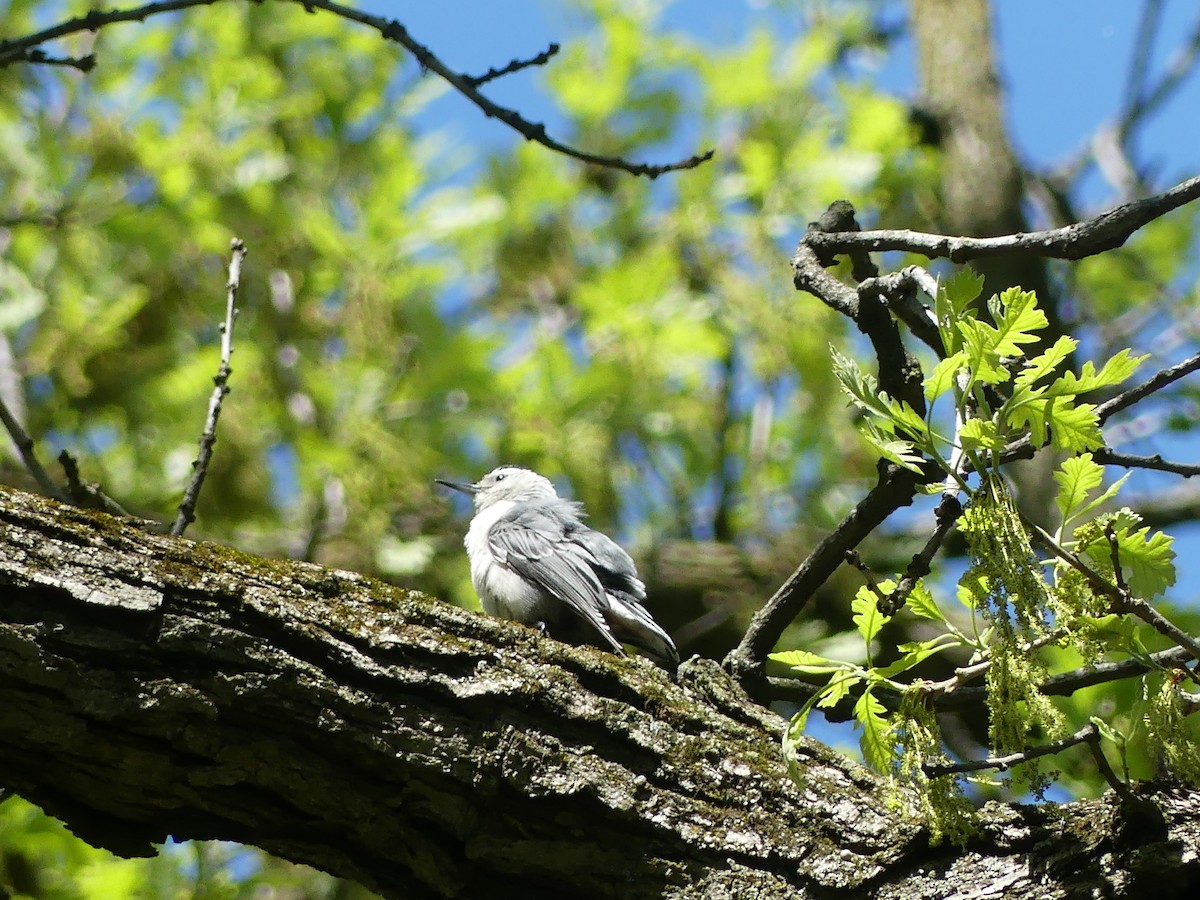 White-breasted Nuthatch - ML618273491