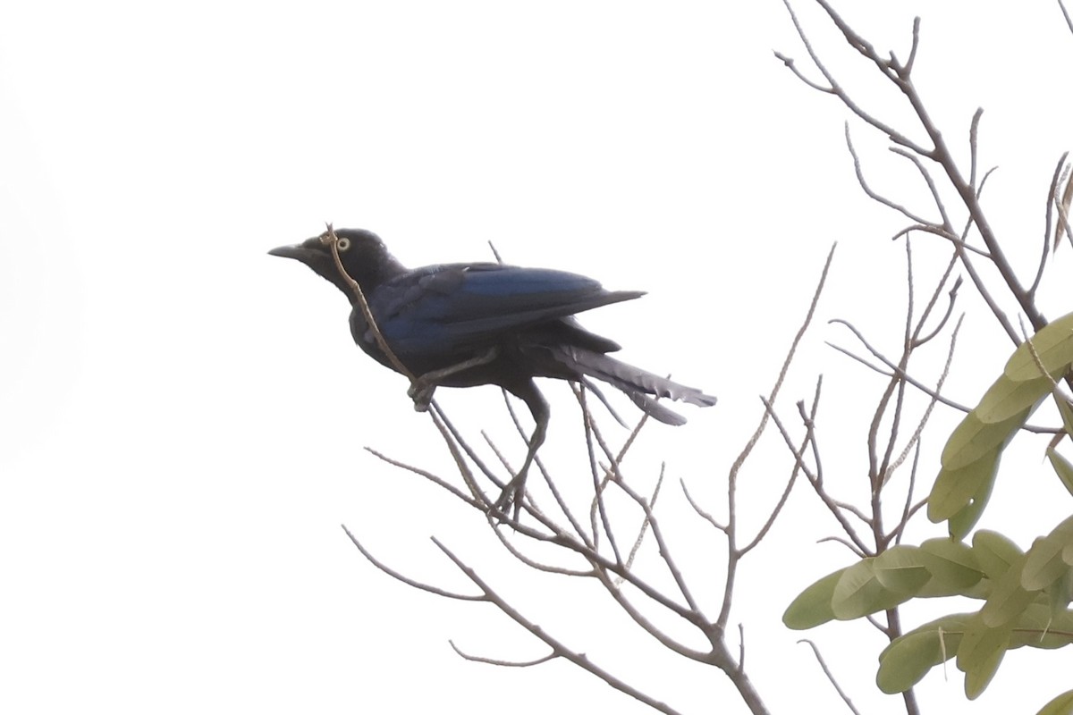Long-tailed Glossy Starling - ML618273497