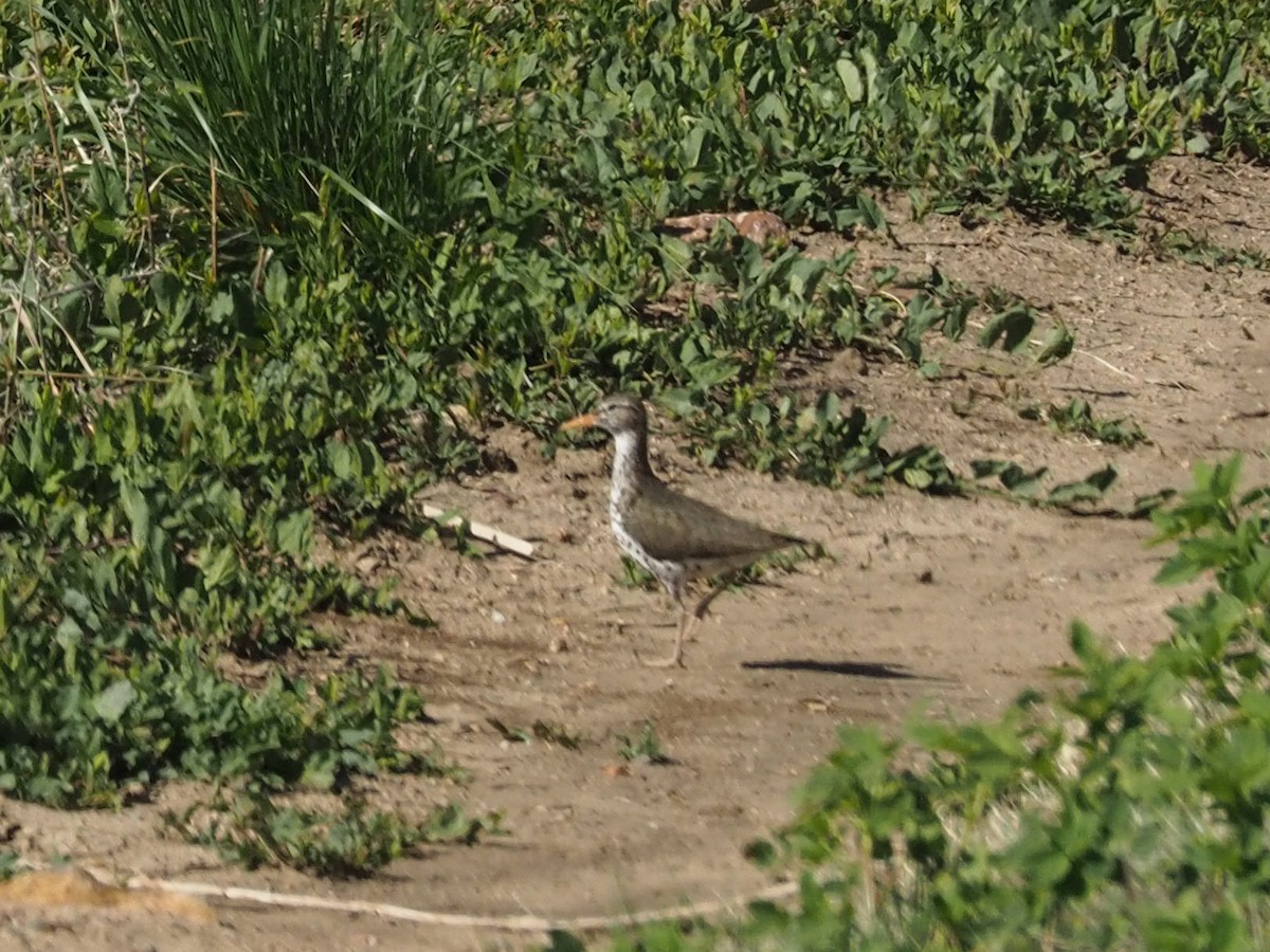 Spotted Sandpiper - ML618273514