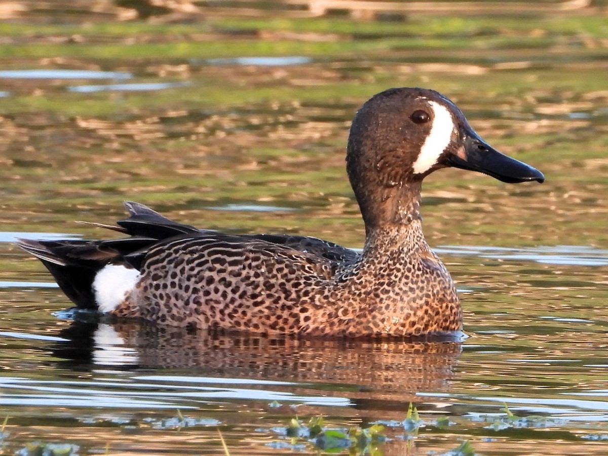 Blue-winged Teal - ML618273536