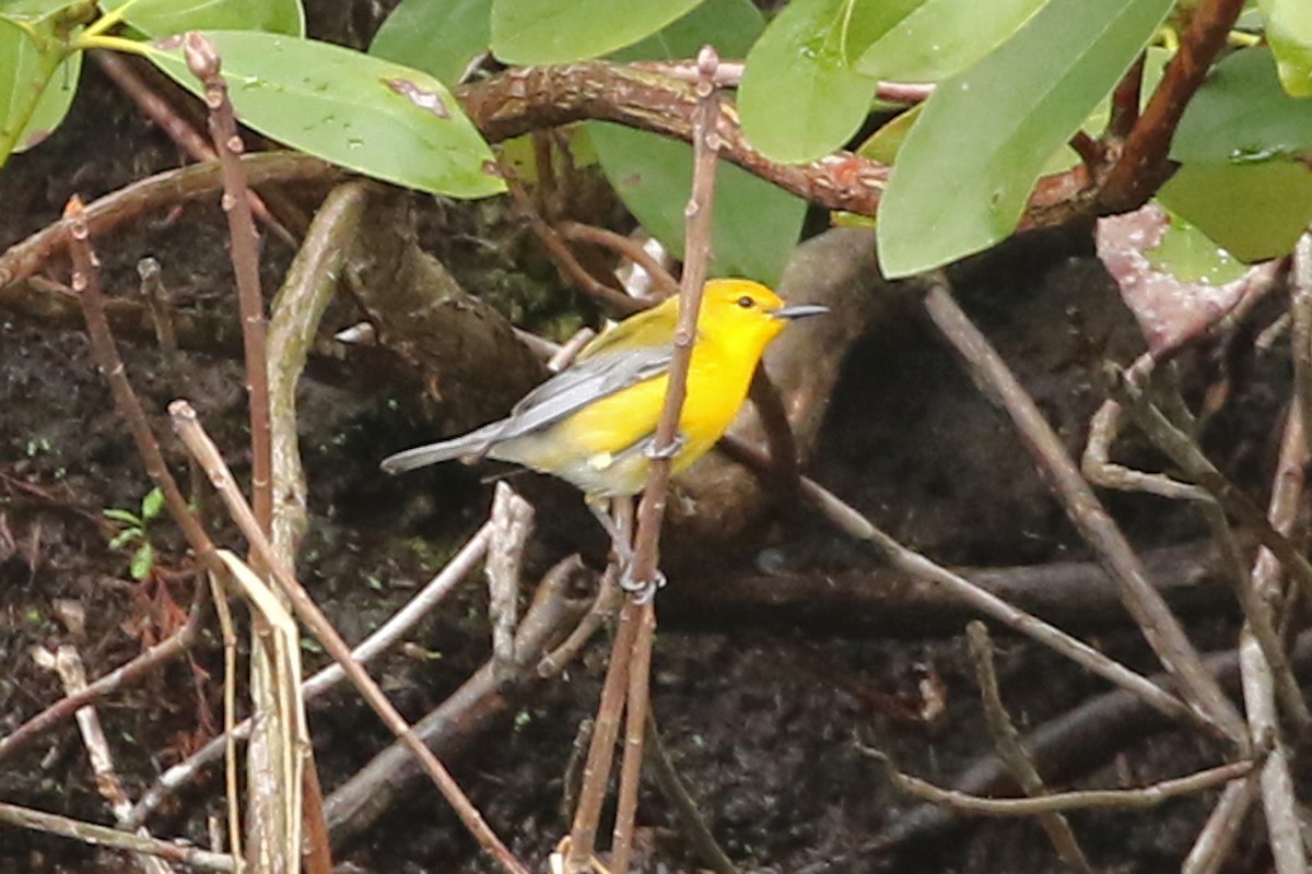Prothonotary Warbler - ML618273538