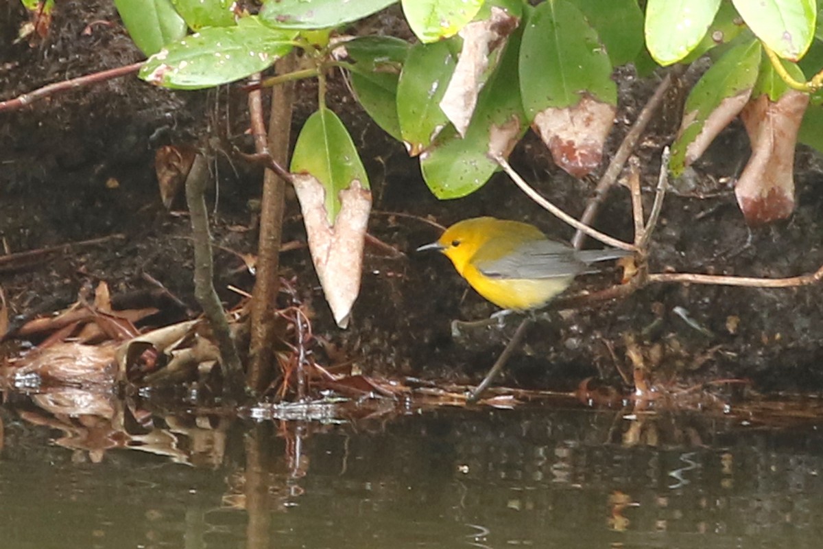 Prothonotary Warbler - ML618273539