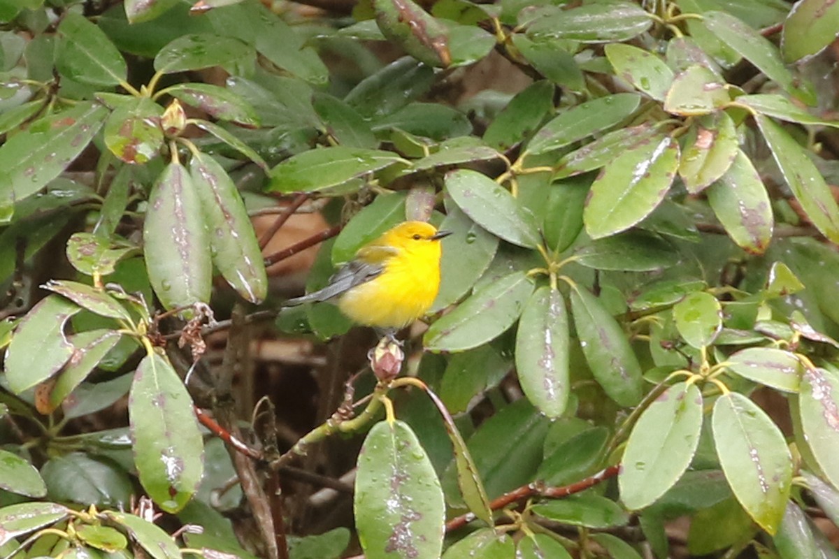 Prothonotary Warbler - ML618273540