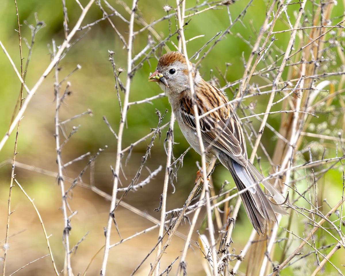 Field Sparrow - Kelly Roy