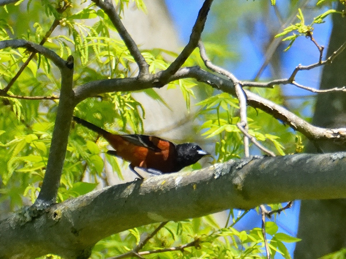 Orchard Oriole - ML618273601