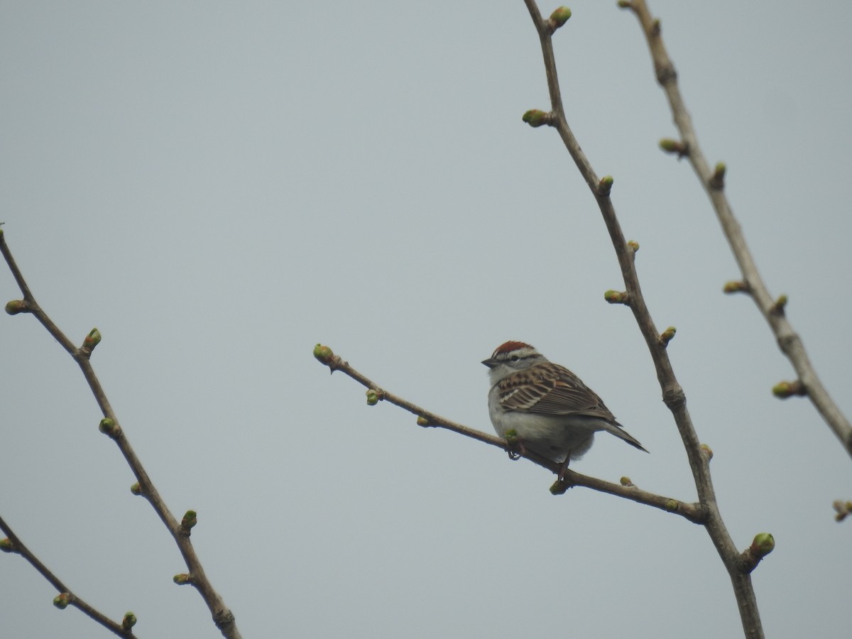 Chipping Sparrow - ML618273631