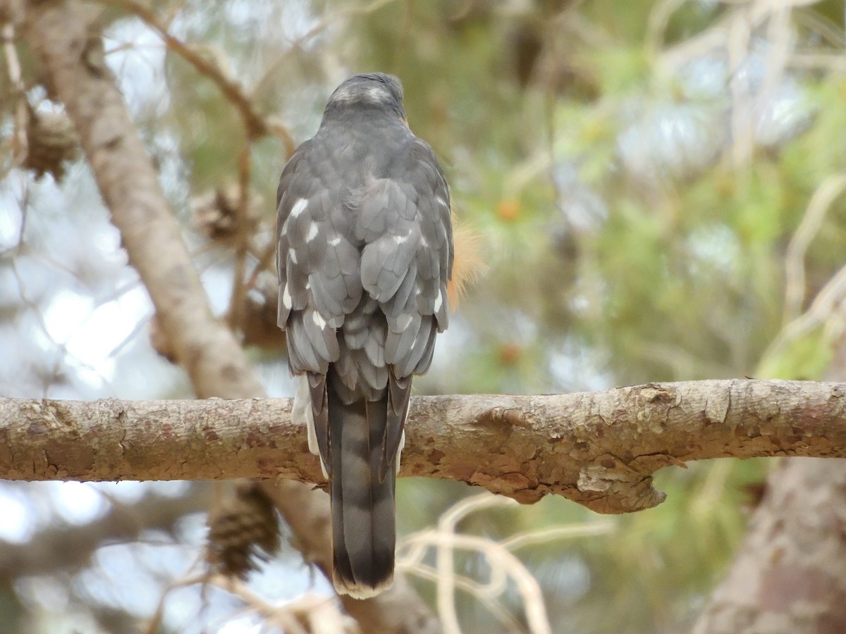 Eurasian Sparrowhawk - ML618273636