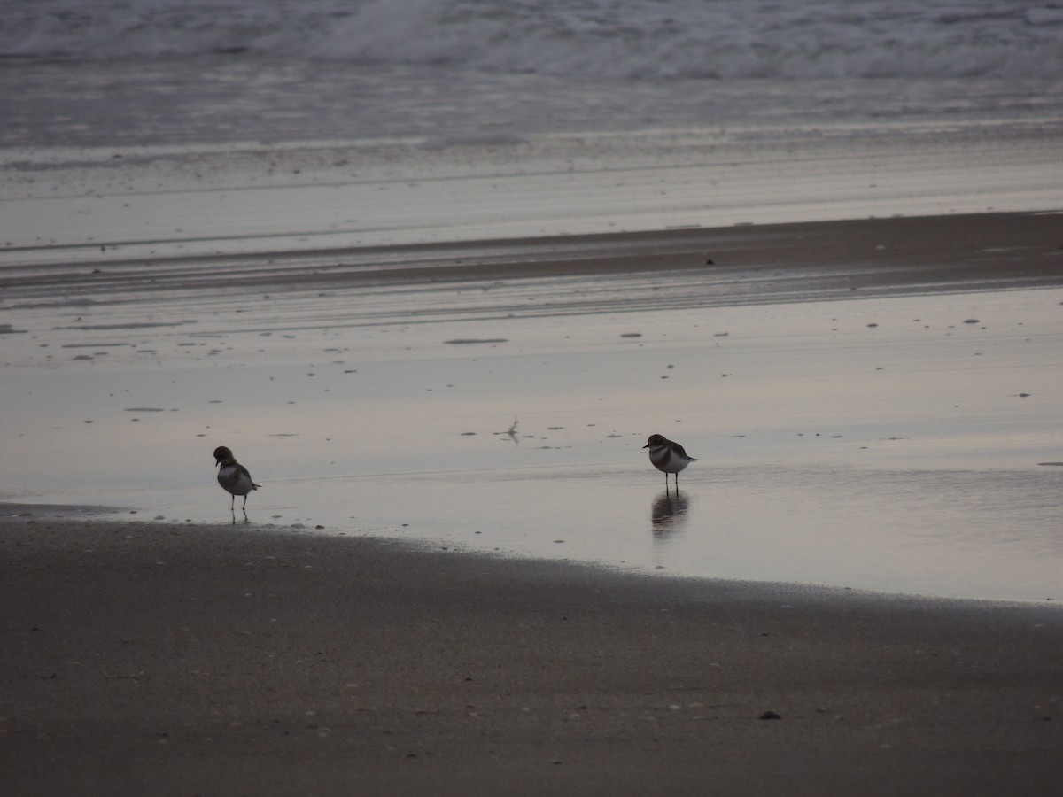 Two-banded Plover - ML618273663