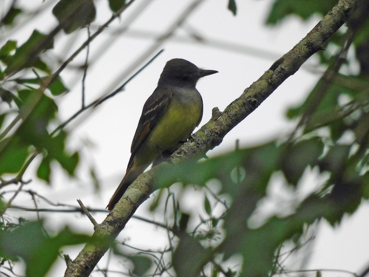 Great Crested Flycatcher - ML618273677