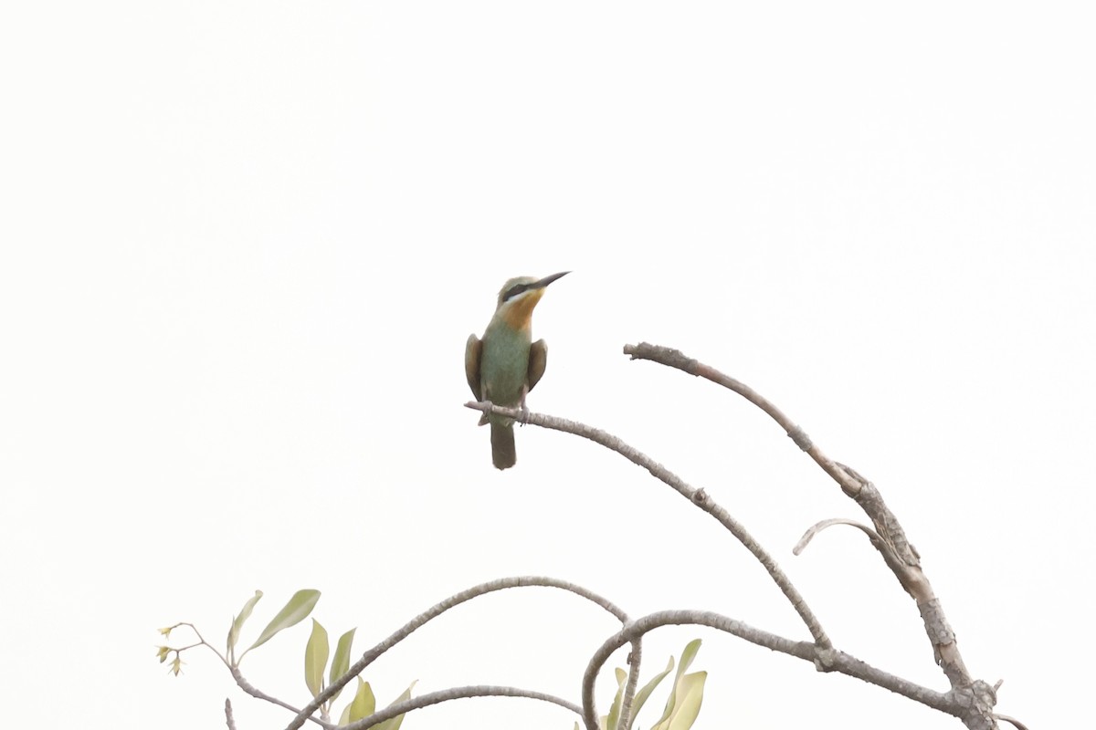 Blue-cheeked Bee-eater - ML618273686