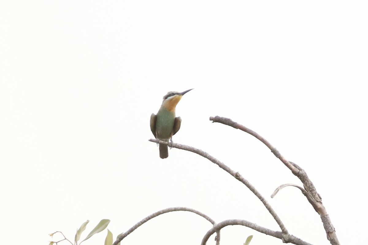 Blue-cheeked Bee-eater - Mathieu Soetens