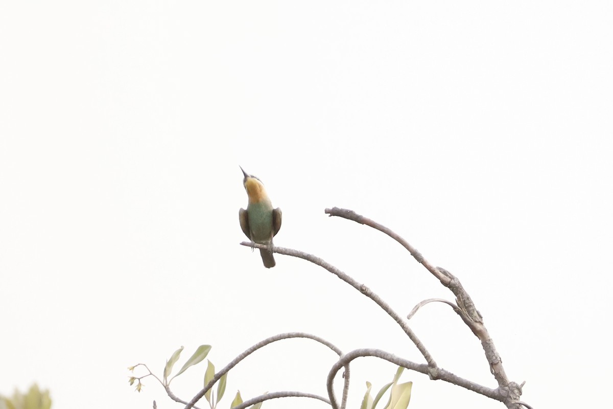 Blue-cheeked Bee-eater - ML618273688