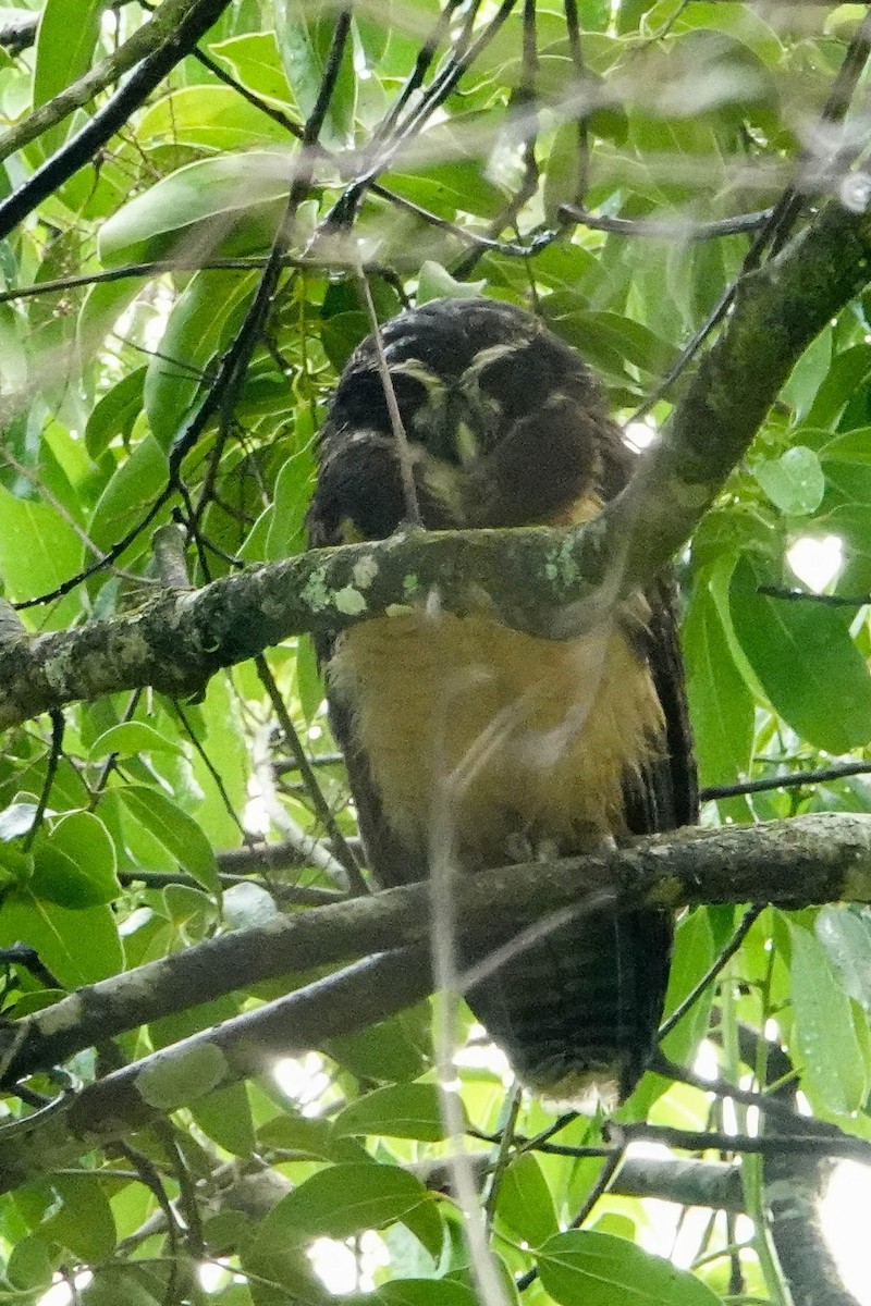 Spectacled Owl - ML618273692