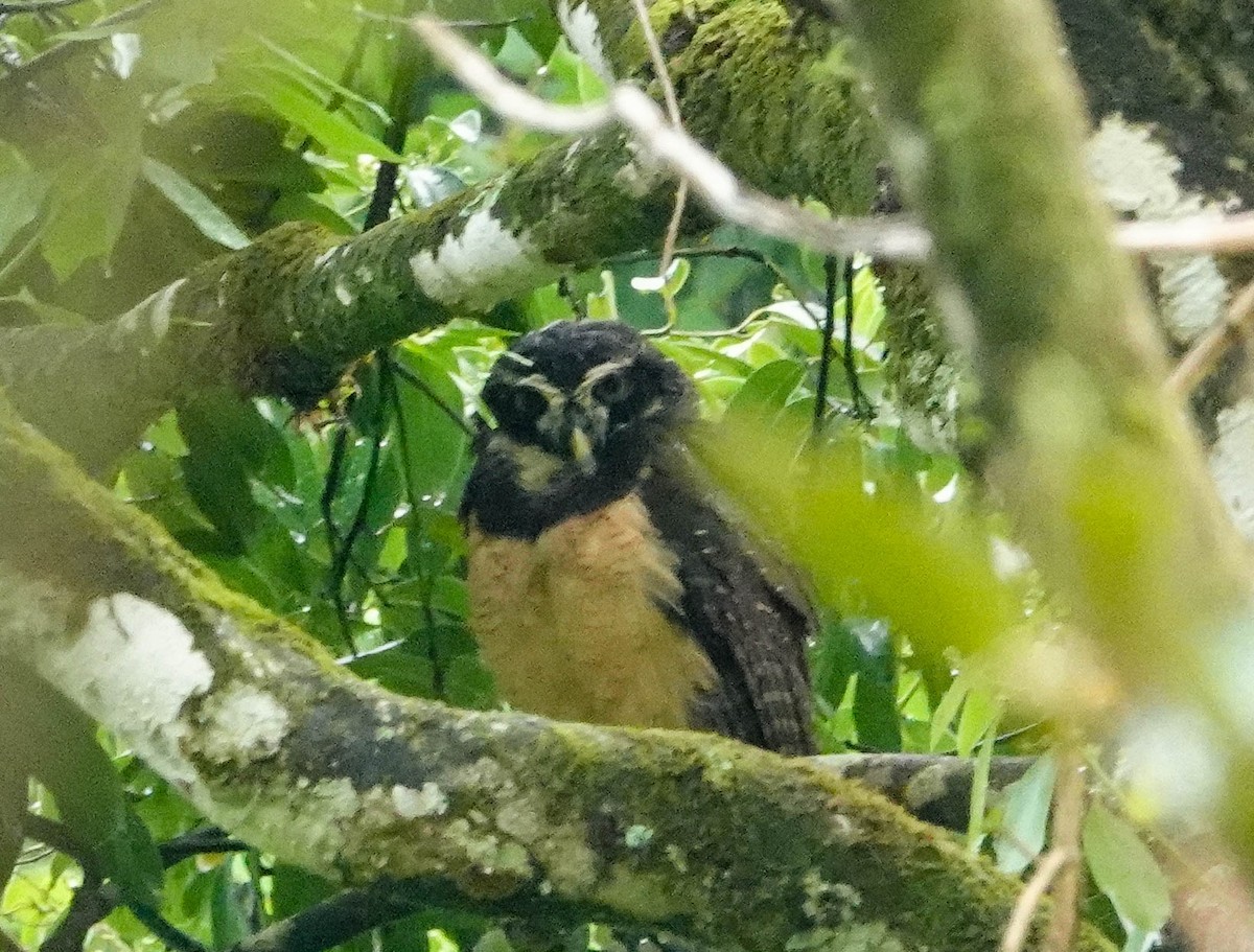 Spectacled Owl - ML618273693