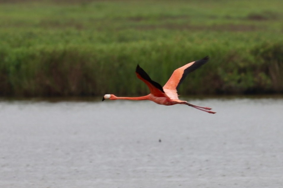 American Flamingo - Scott Shaw