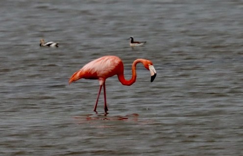 American Flamingo - ML618273709