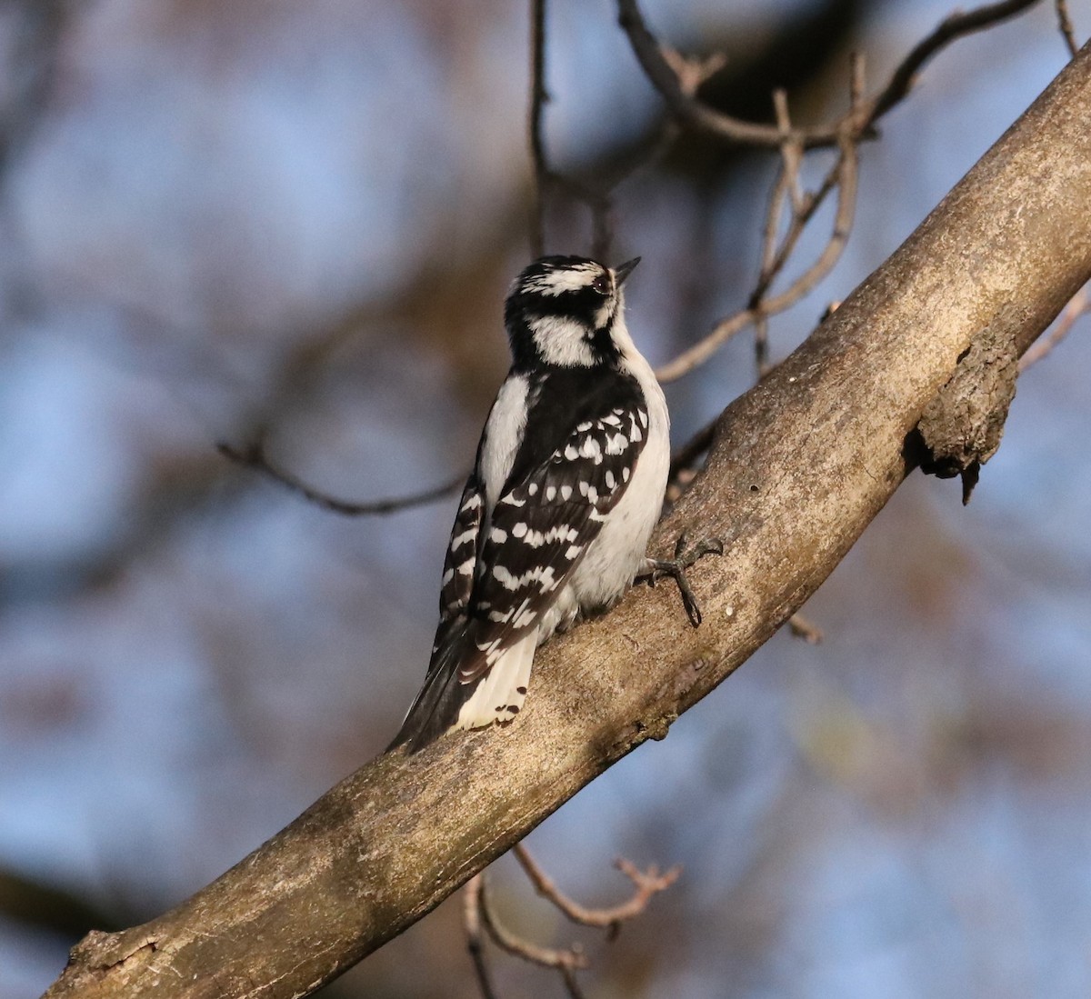 Downy Woodpecker - Chris S