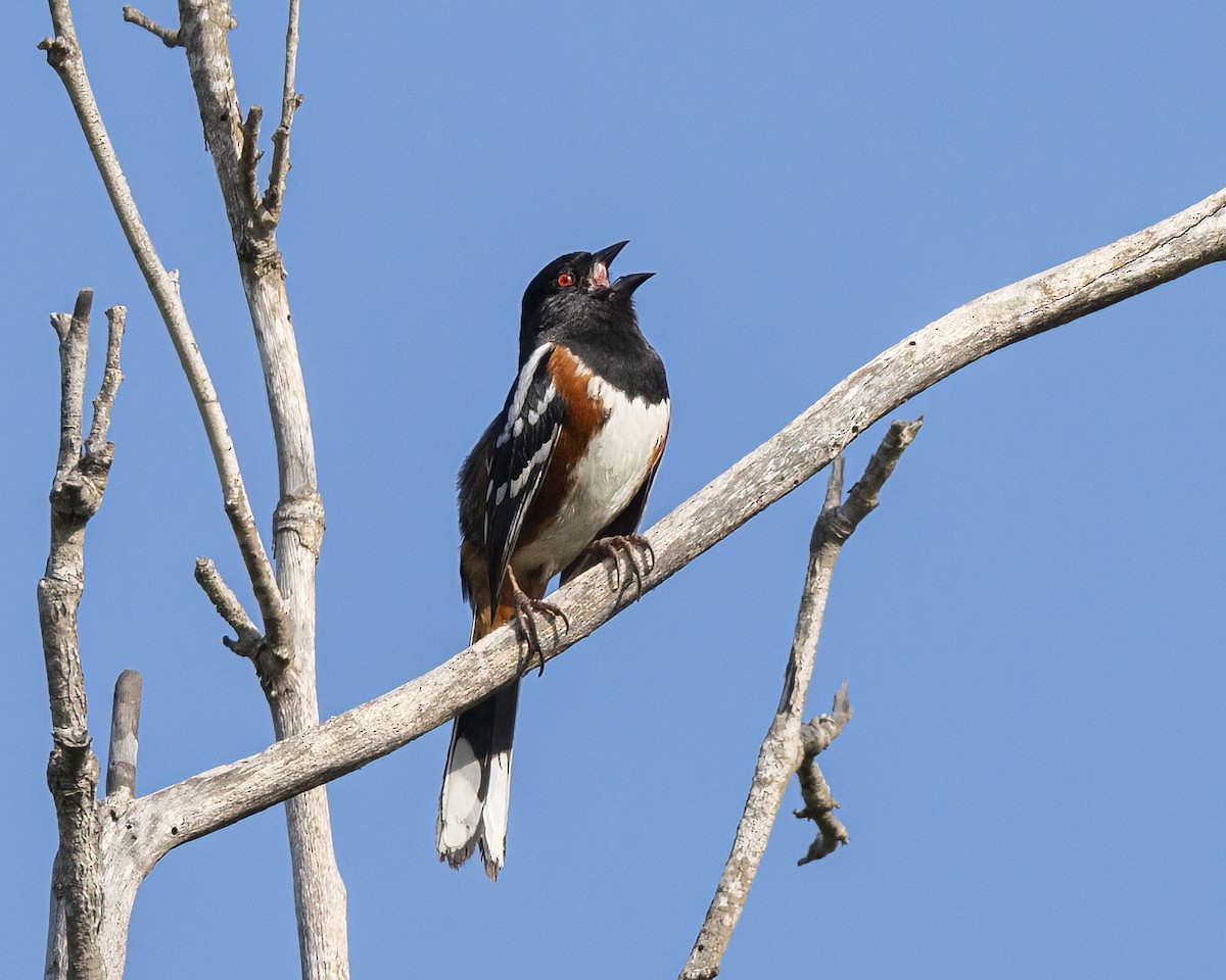 Spotted Towhee - ML618273723