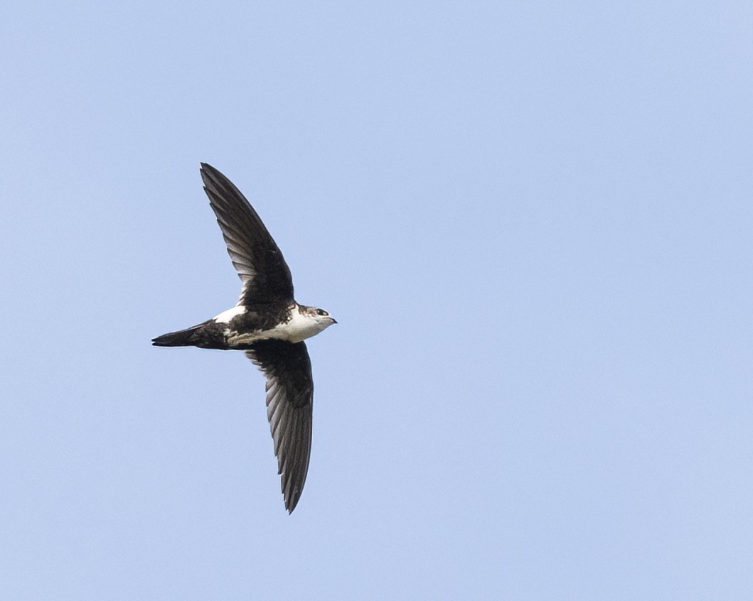 White-throated Swift - ML618273750