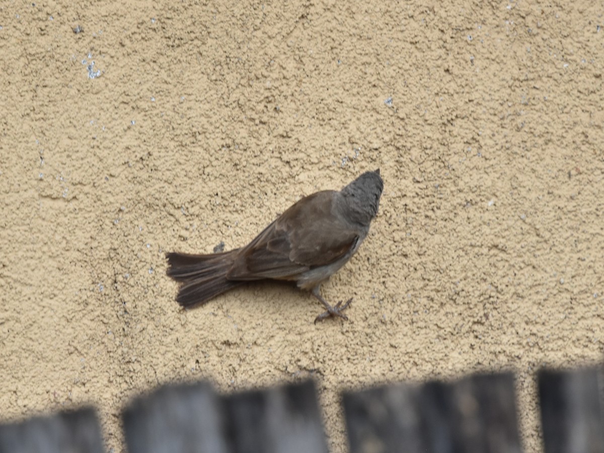 Swahili Sparrow - ML618273806