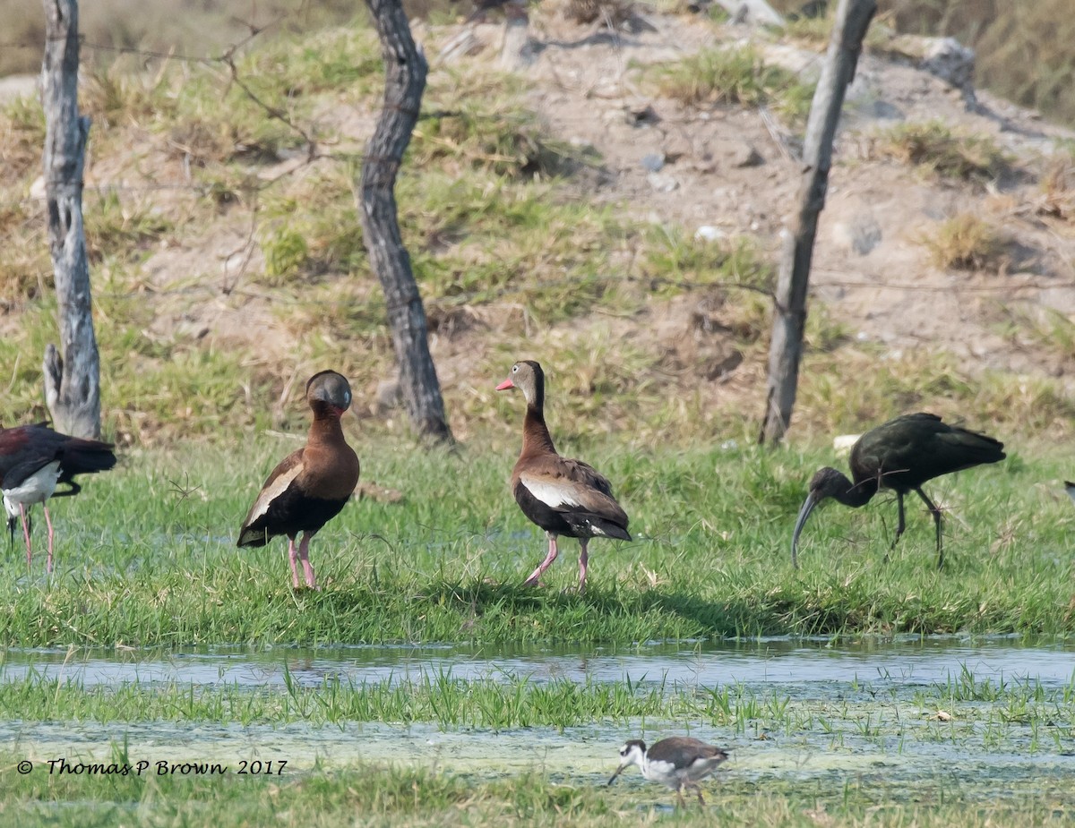 Black-bellied Whistling-Duck - Thomas Brown