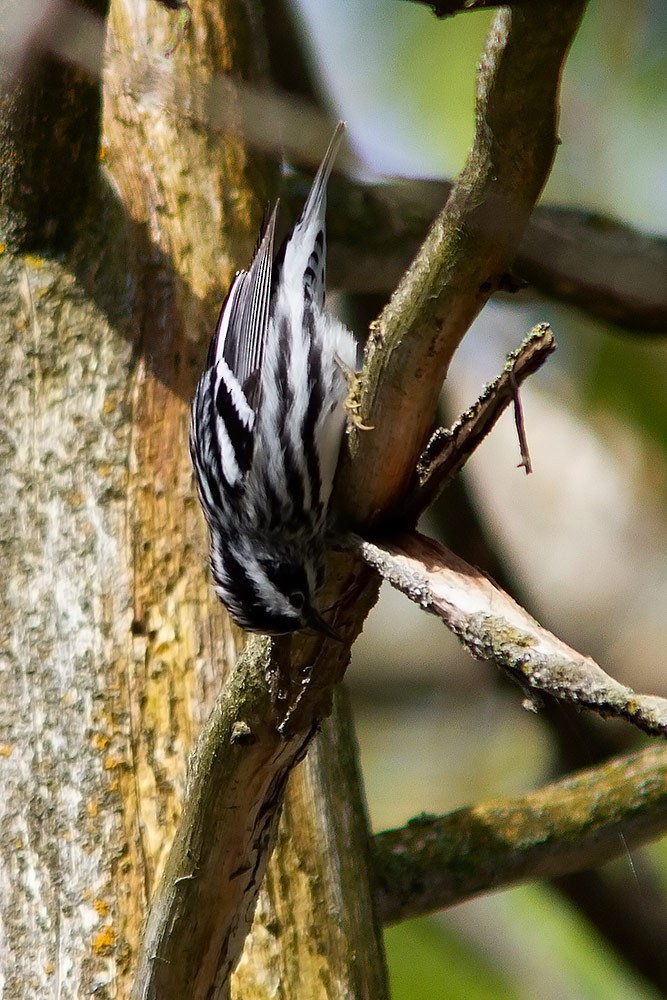 Black-and-white Warbler - ML618273831