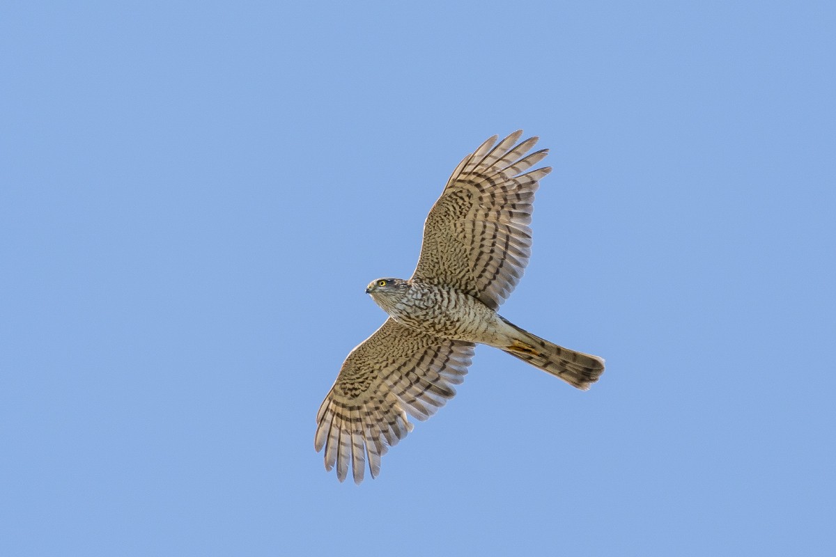 Eurasian Sparrowhawk - ML618273833