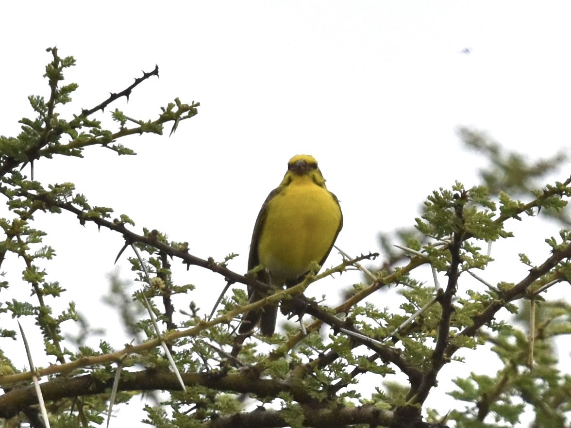 White-bellied Canary - ML618273834
