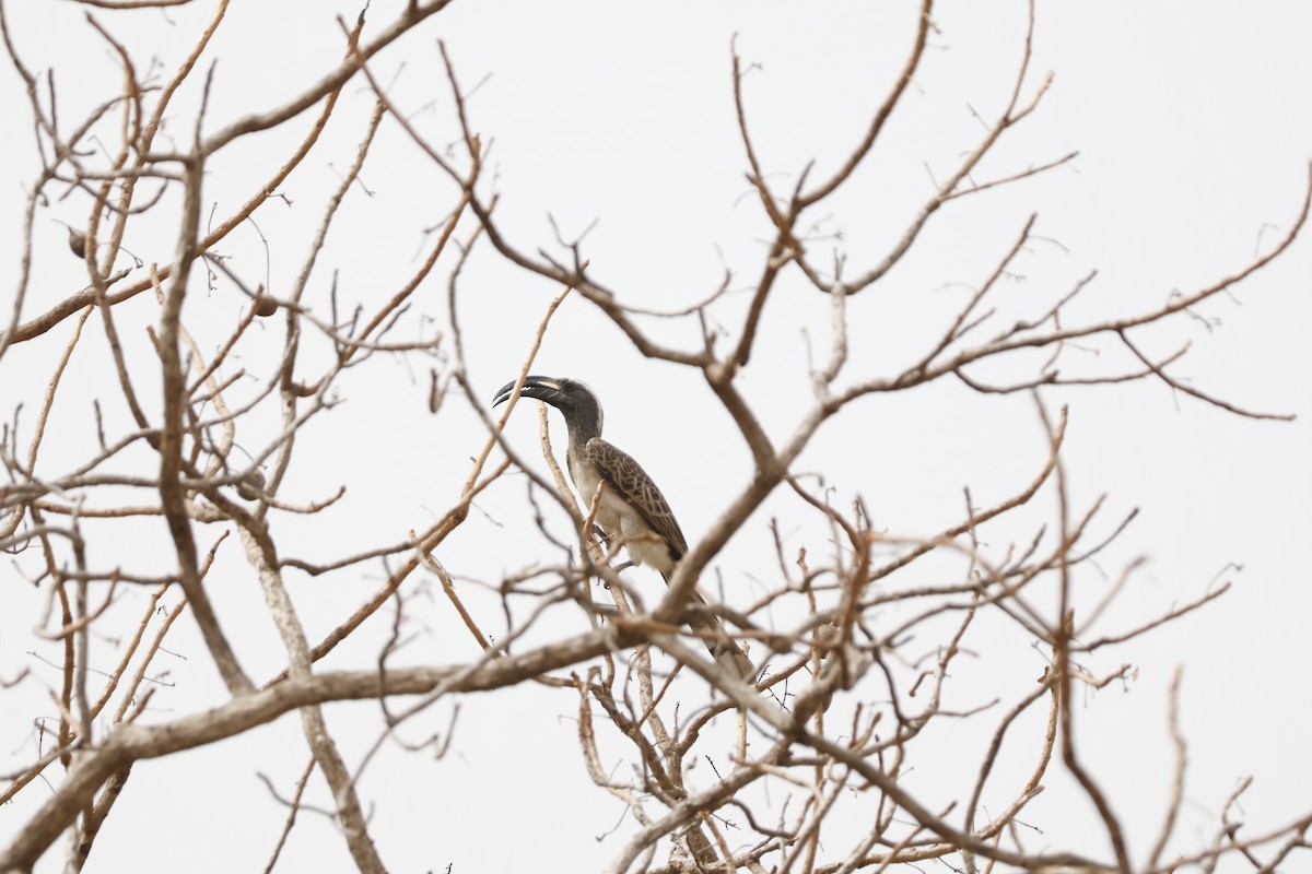 African Gray Hornbill - Mathieu Soetens